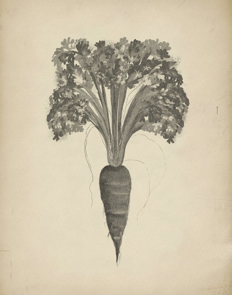 Botanische Karottenzeichnung von Josie George