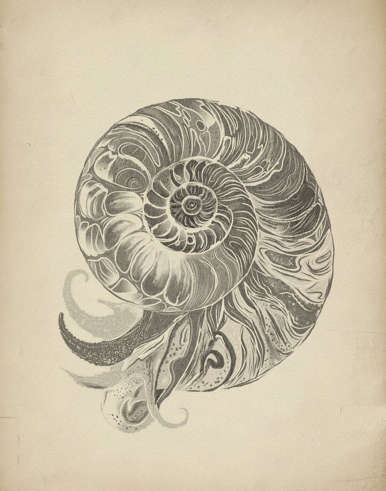 Komplexe Nautilus Spirale von Josie George