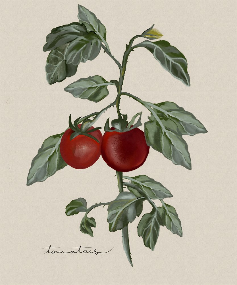 Reife Tomaten am Weinstock von Josie George