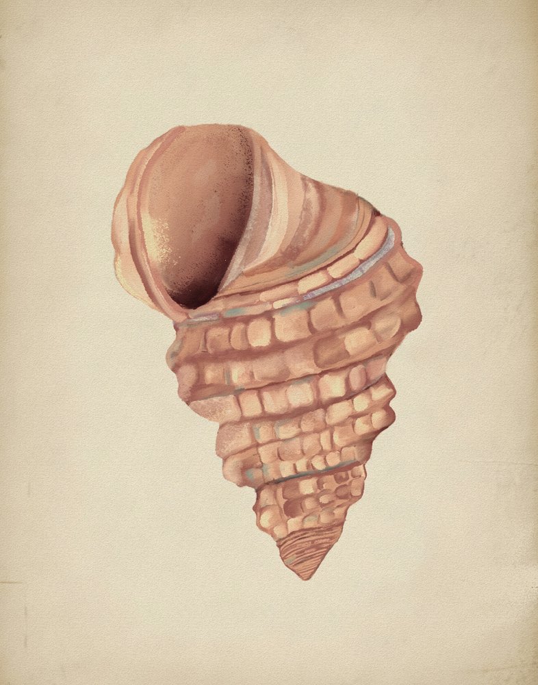 Spiralmuscheln Studie von Josie George