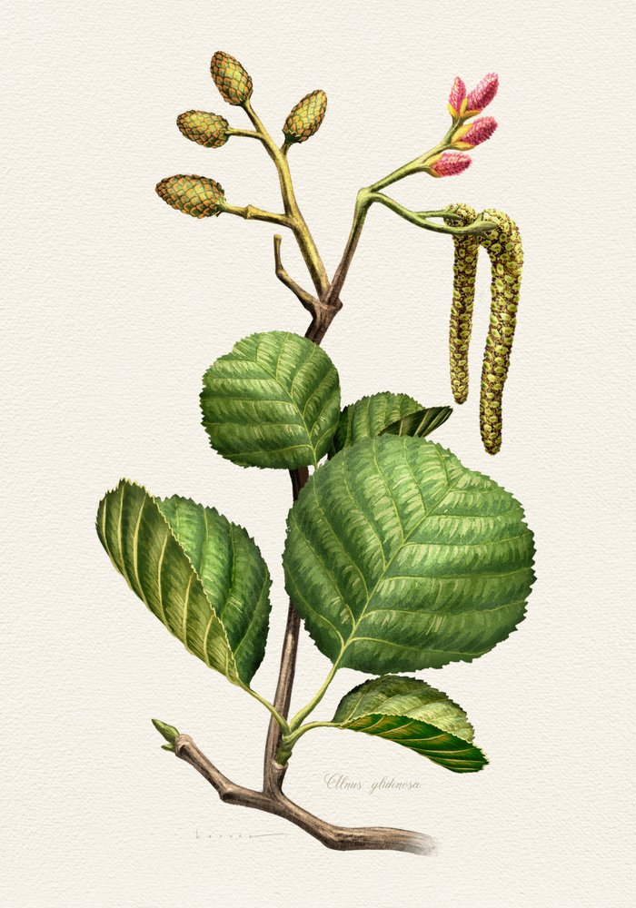 Erlen Botanische Studie von Juan Hernaz