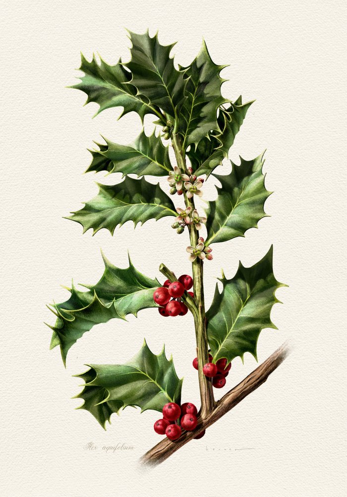 Festliche Stechpalmenbeeren von Juan Hernaz