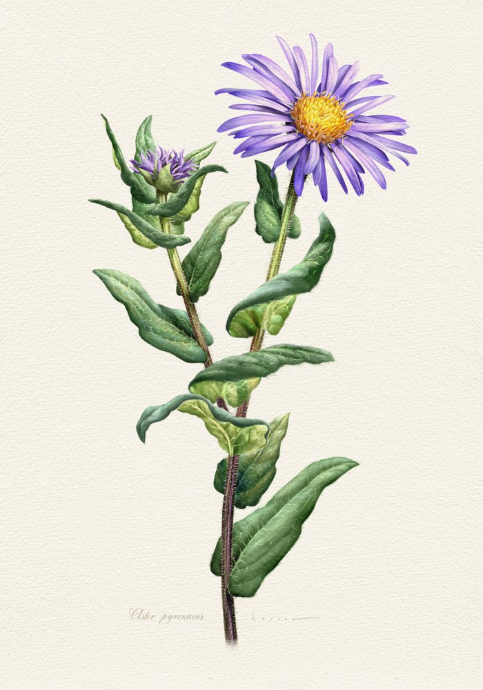 Lila Aster Botanische Studie von Juan Hernaz