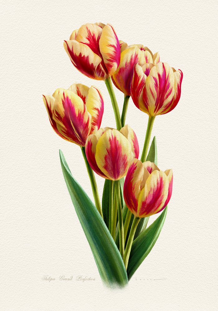 Lebendige Gestreifte Tulpen von Juan Hernaz