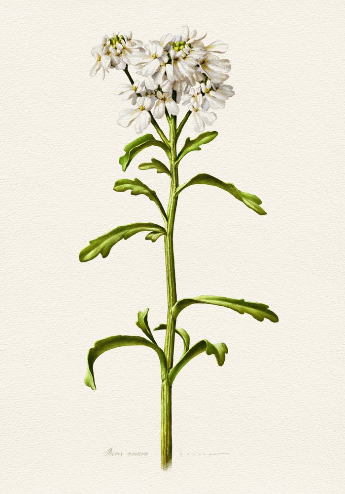 Weiße Schleifenblume von Juan Hernaz