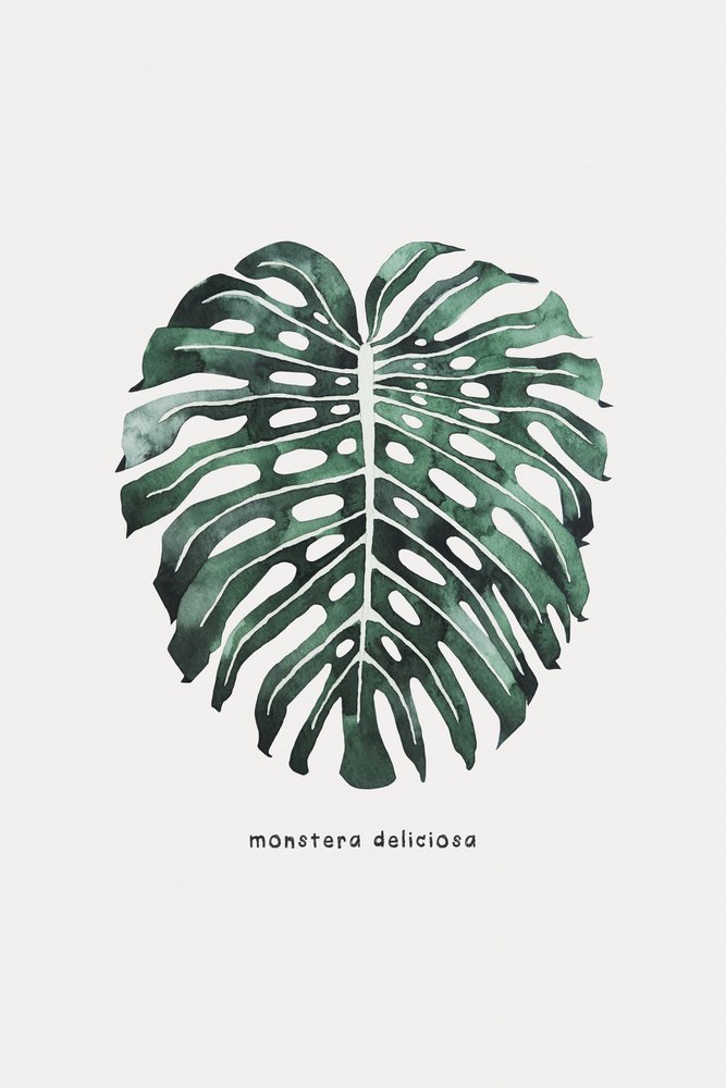 Monstera-Blatt Aquarell von Karen Menzenbach