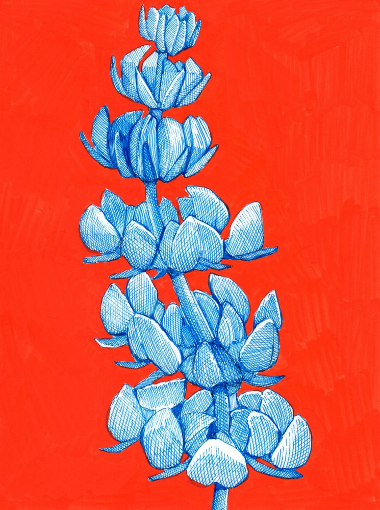 Ausdrucksstarke blaue Blüte von Katie O'Shea