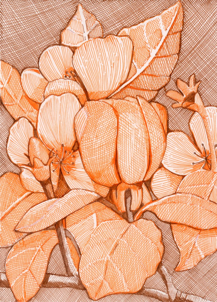 Schraffierte orangefarbene Blüten von Katie O'Shea