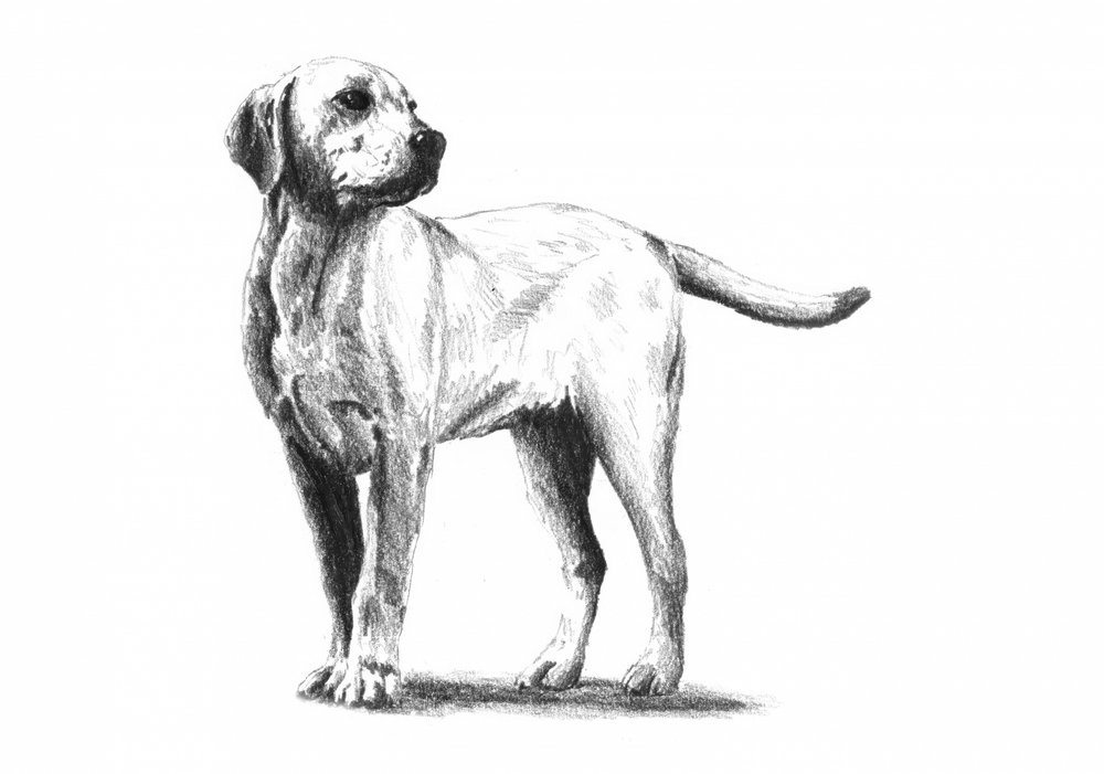 Aufmerksame Hundeskizze von Kulik