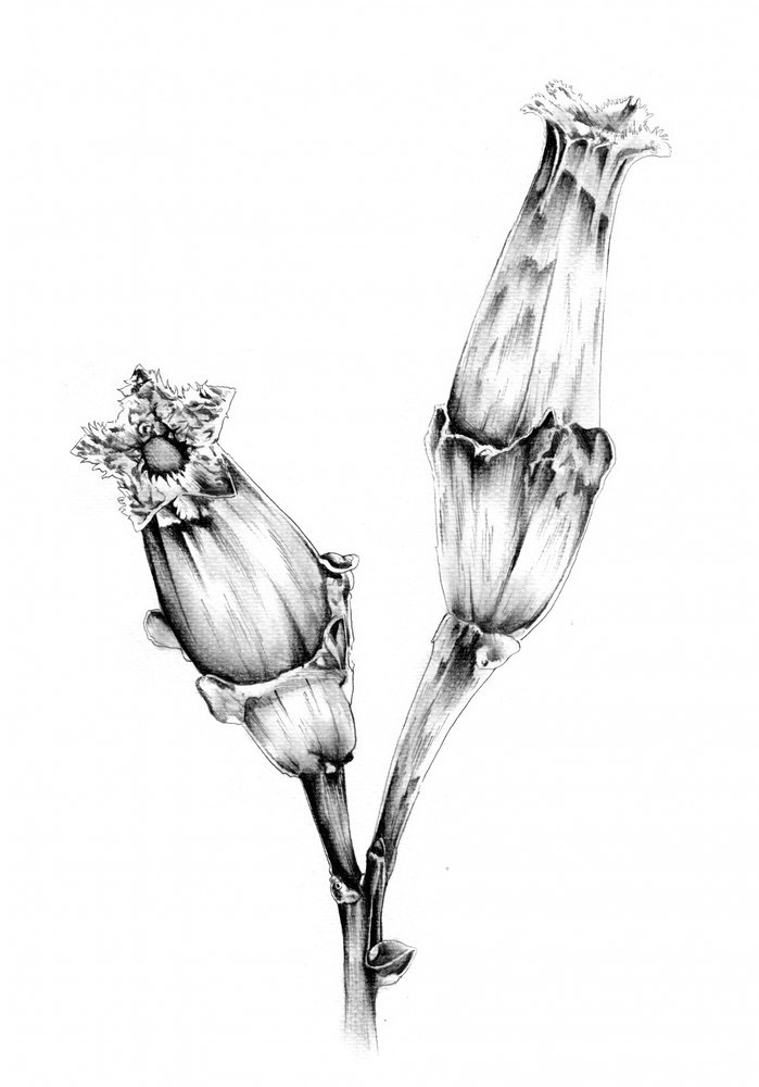 Botanische Blumenstudie von Kulik