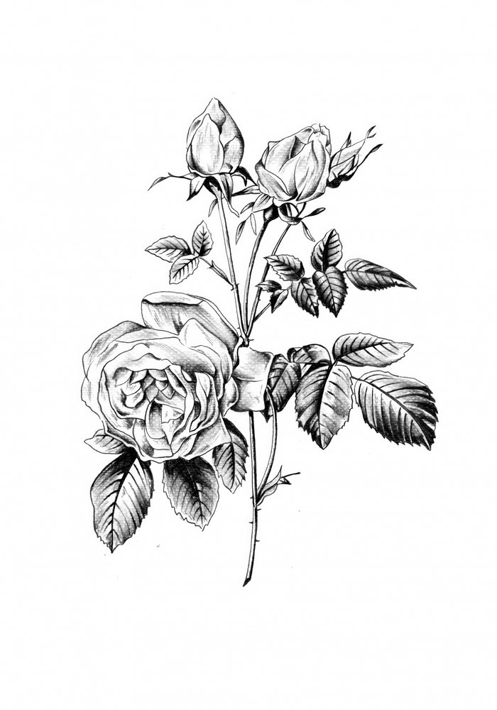 Klassische Botanische Rose von Kulik