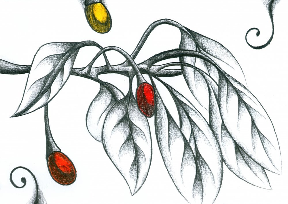 Bunte Beerenzweige von Kulik