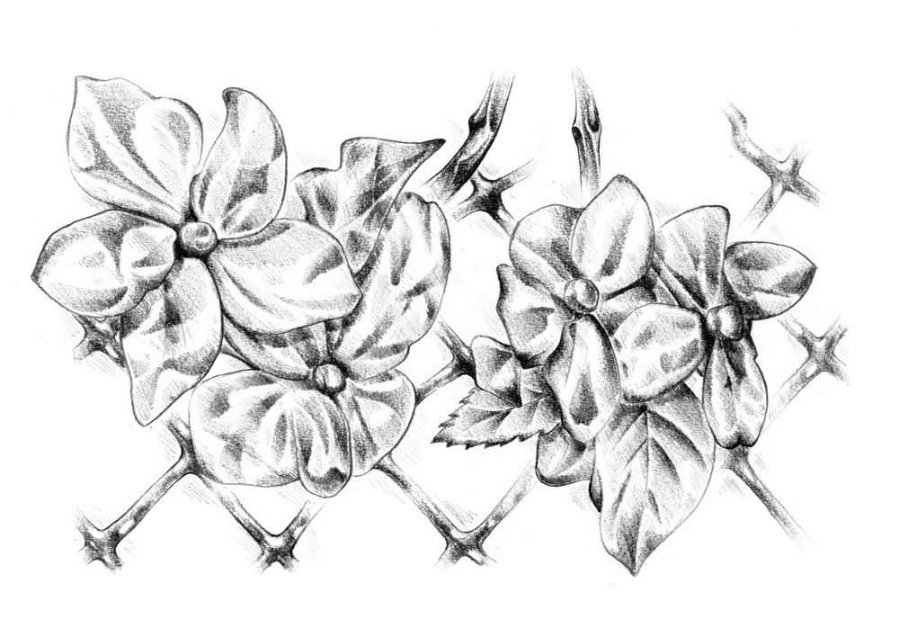 Zarte Blumenzeichnung von Kulik