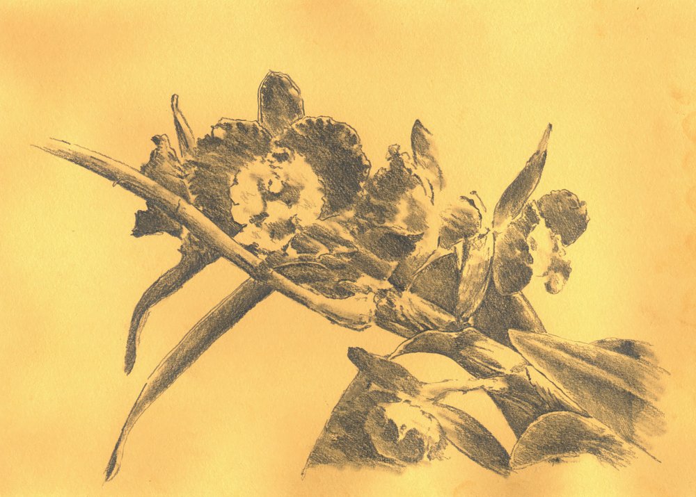 Zarte Orchideenzeichnung von Kulik