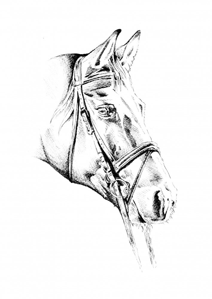 Elegantes gezäumtes Pferd von Kulik