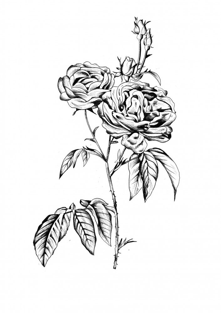 Elegante Rosenblüten von Kulik