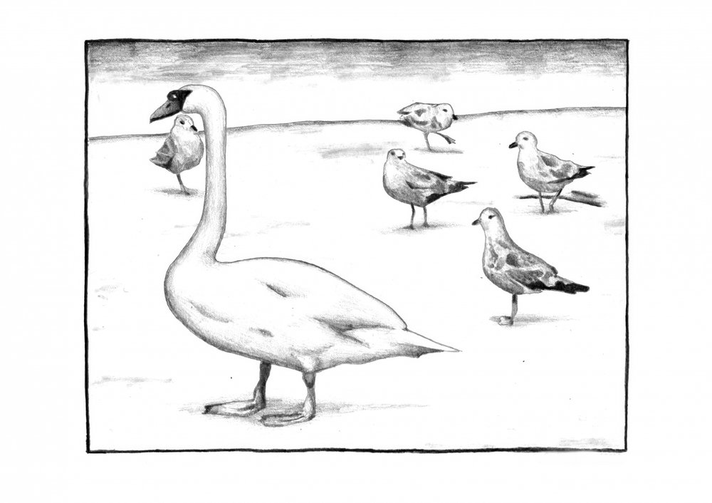 Anmutiger Schwan und Möwen von Kulik