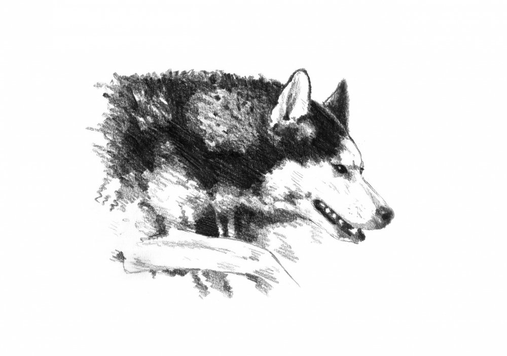 Intensives Husky-Porträt von Kulik