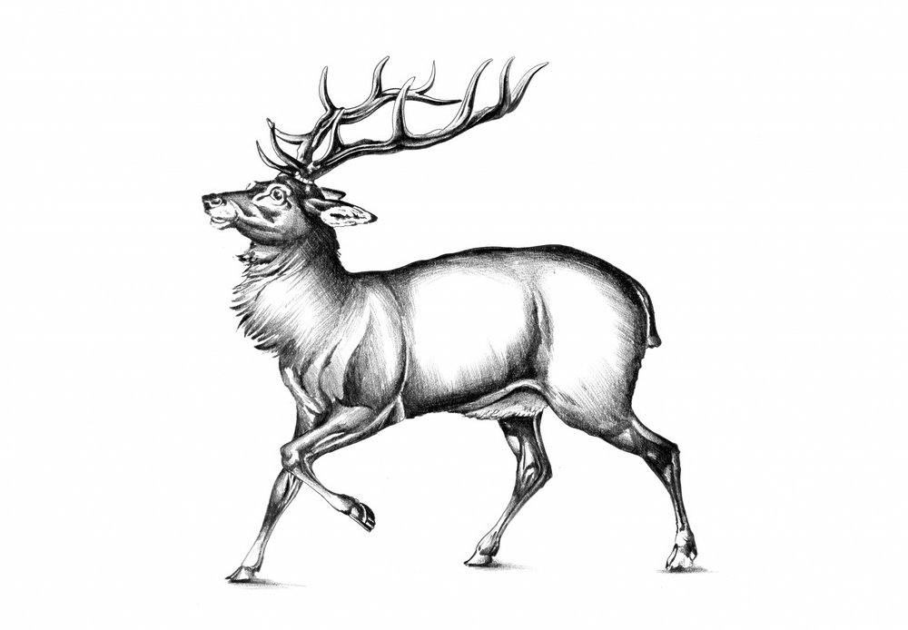 Majestätischer Hirsch von Kulik