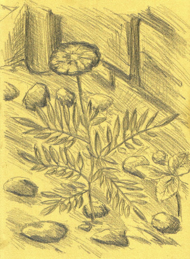 Ringelblumenskizze von Kulik
