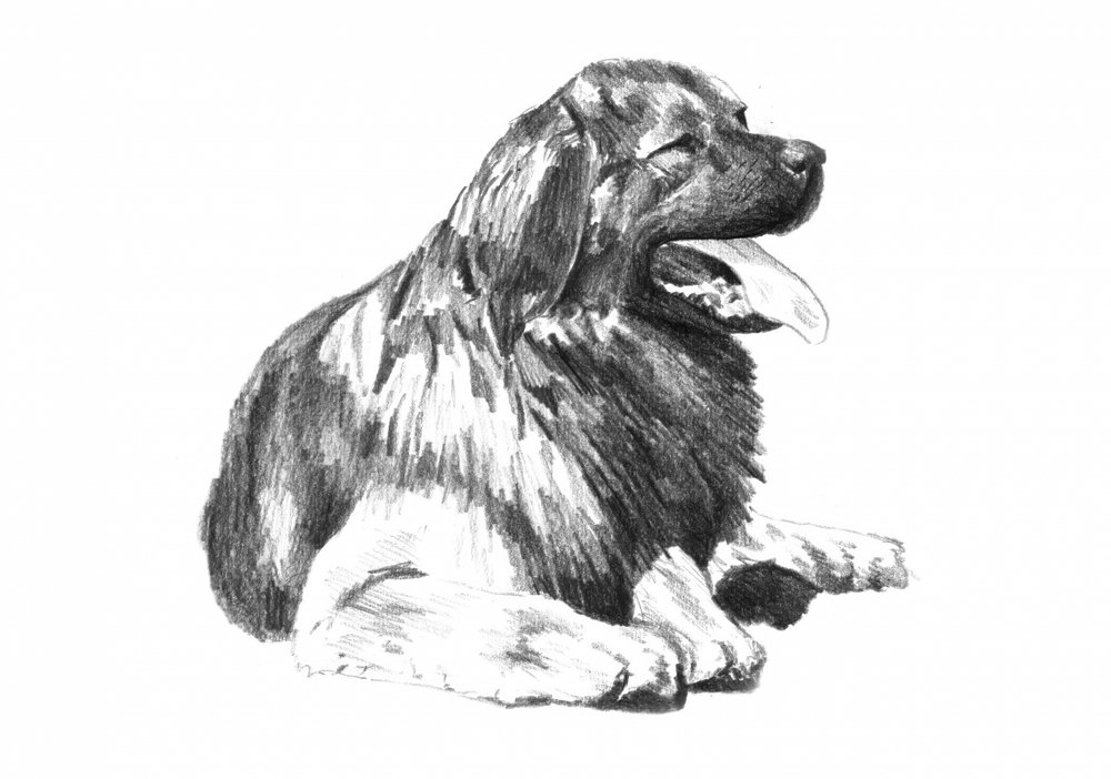 Hechelnde Hundezeichnung von Kulik