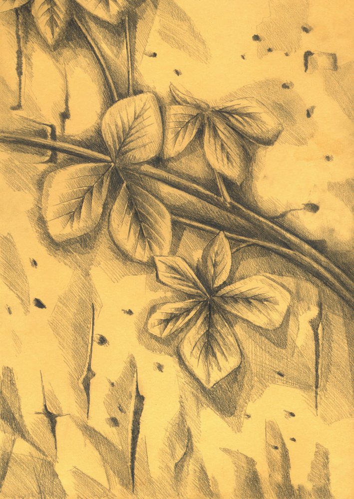 Sepia Botanische Zeichnung von Kulik