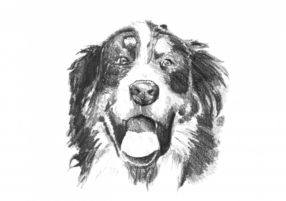 Lächelnder Berner Hund von Kulik