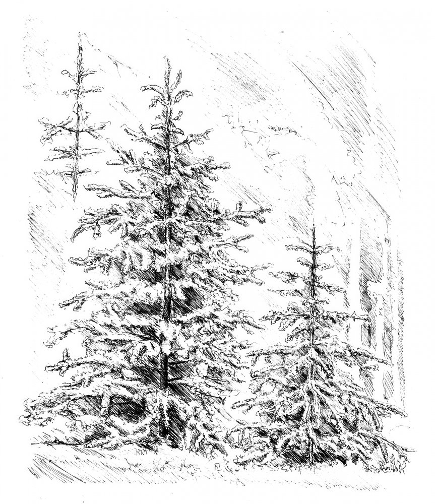 Verschneiter immergrüner Wald von Kulik