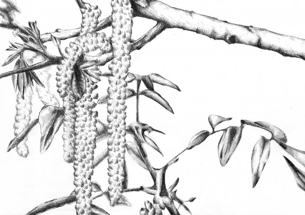 Frühlingskätzchen (Detail) von Kulik
