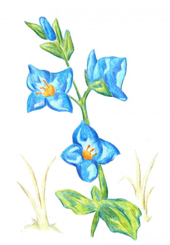 Lebendige Blaue Blüten von Kulik