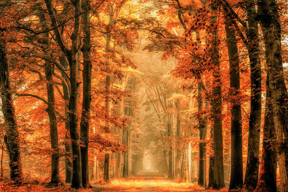 Goldener Herbstwaldweg von Lars van de Goor †