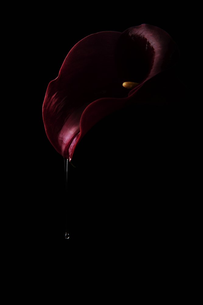 Tiefrote Calla Tropfen von Laura Benvenuti
