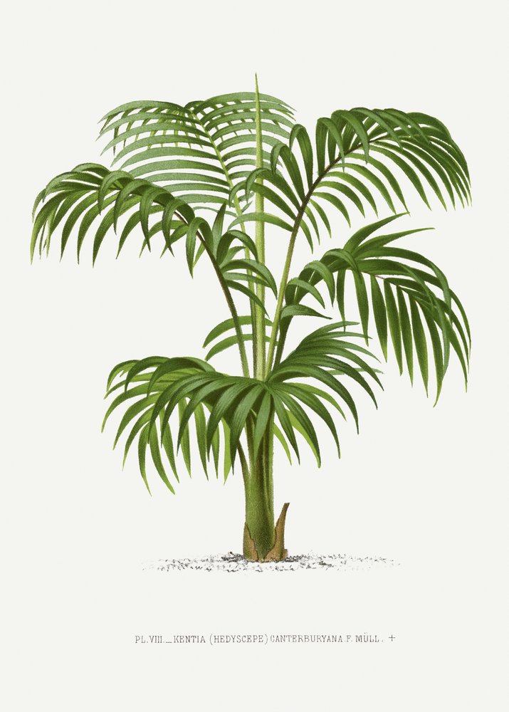 Kentia Vii von Les Palmiers Histoire Iconographique
