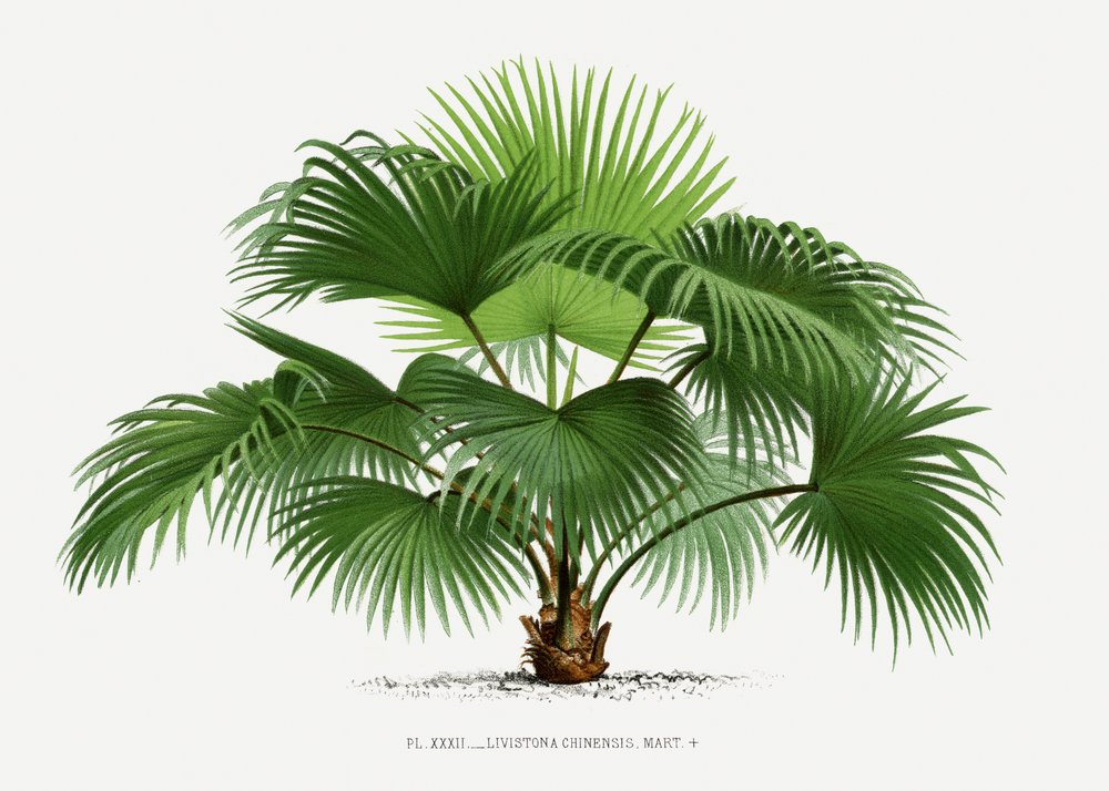 Livistona C von Les Palmiers Histoire Iconographique