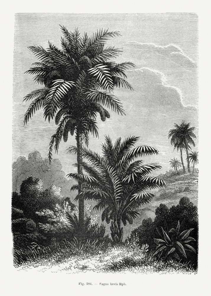 Vintage Palmenzeichnung V von Les Palmiers Histoire Iconographique