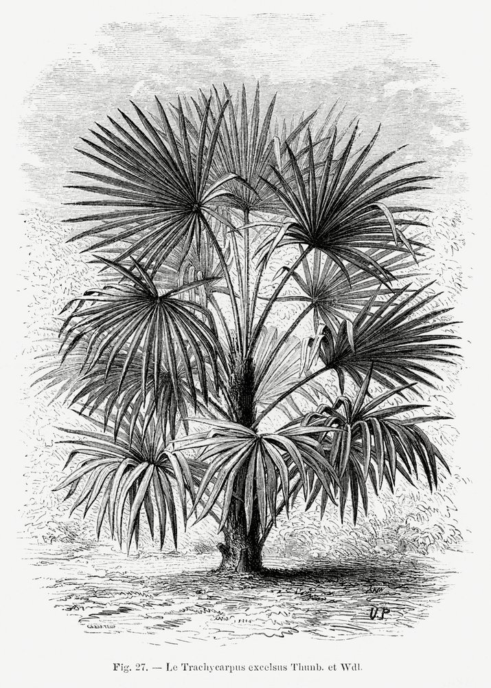 Vintage Palmenzeichnung Xi von Les Palmiers Histoire Iconographique
