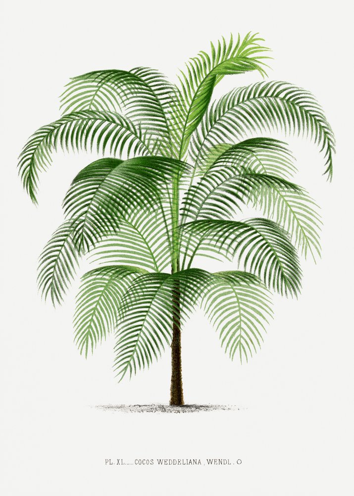 Xi Cocos Weddeliana von Les Palmiers Histoire Iconographique