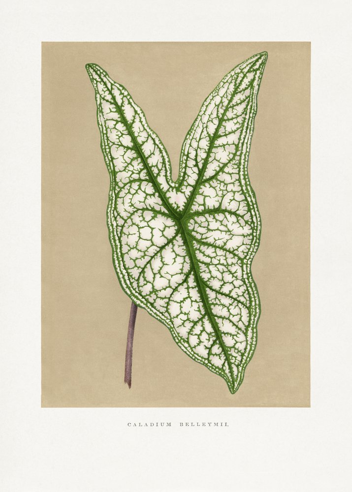 Grünes Caladium Belleymii Blatt Illustration von Les Plantes a Feuillage Colore