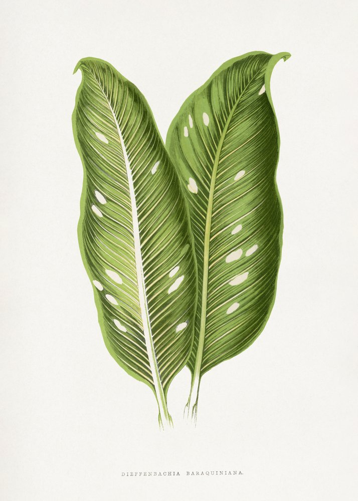 Grünes Dieffenbachia Baraquiniana Blatt Illustration von Les Plantes a Feuillage Colore