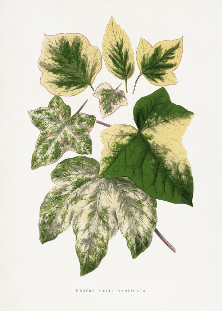 Illustration des Grünen Blattes von Les Plantes a Feuillage Colore