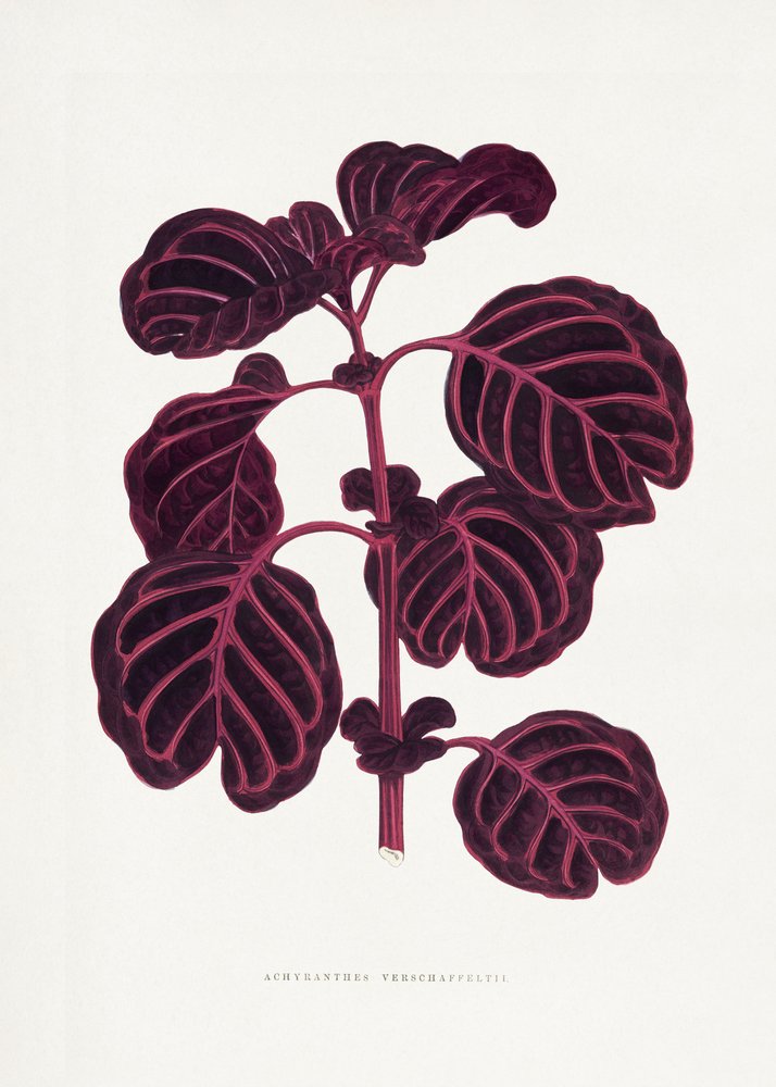 Illustration des Rosa Achyranthes Verschaffeltii Blattes von Les Plantes a Feuillage Colore