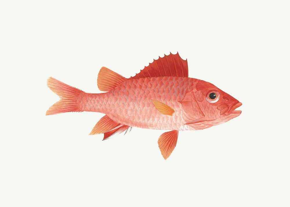 Fisch von Luigi Balugani