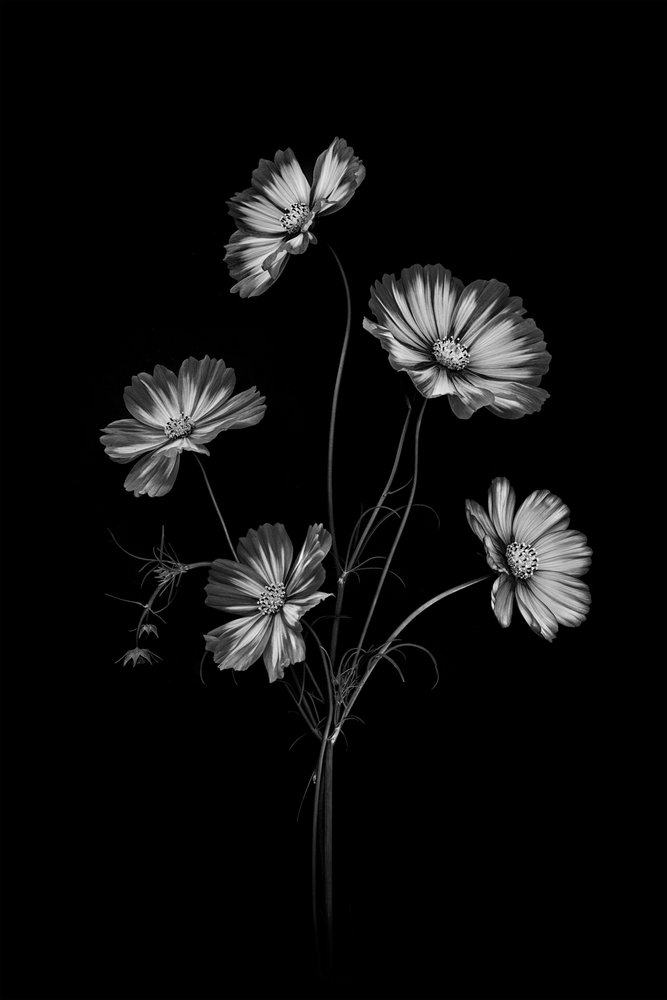 Monochrome Kosmosblumen von Lydia Jacobs