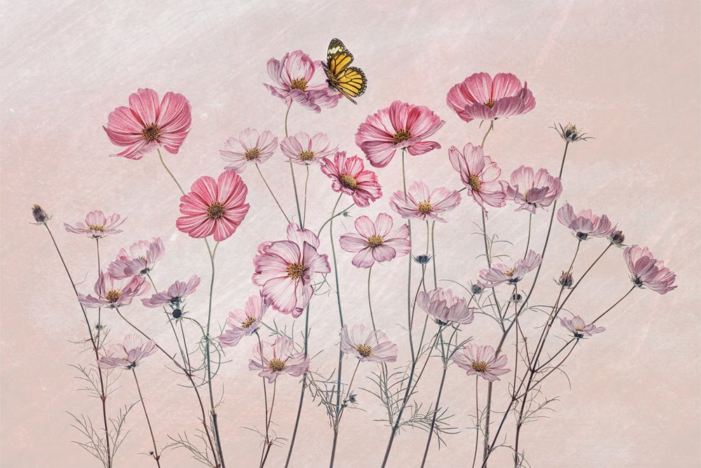 Rosa Kosmos Schmetterling von Lydia Jacobs