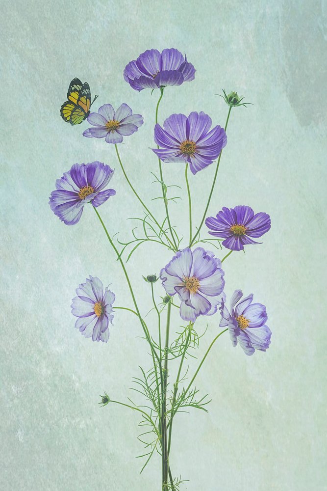 Lila Kosmos Schmetterling von Lydia Jacobs