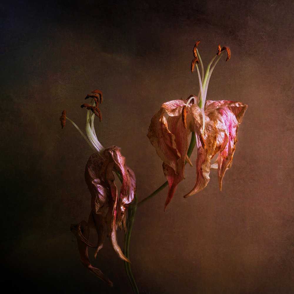 Elegante verwelkende Lilien von Margaret Halaby