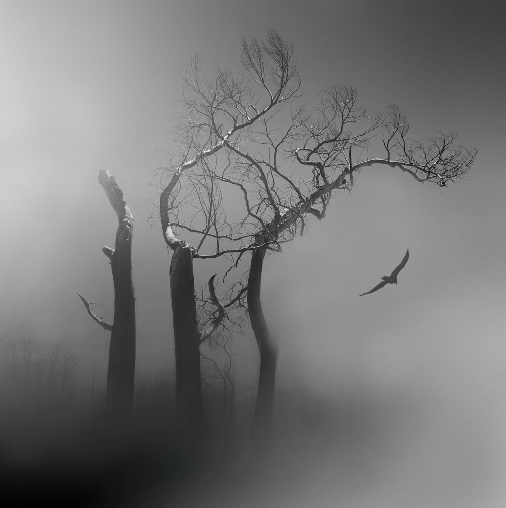 Einsamer Vogel in nebligen Bäumen von Margaret Halaby
