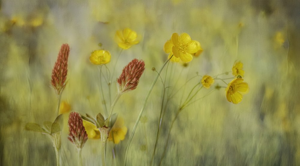 Träumerische Wiesenblumen von Marie-anne Stas