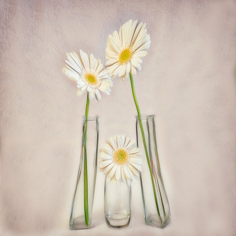 Elegante Weiße Gerbera von Marie-anne Stas