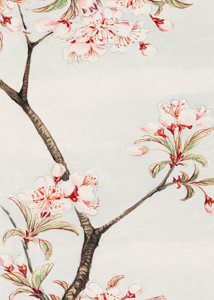 Sakura-Kirsche während 1870–1880 von Megata Morikaga